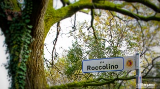 The oak tree and Via Roccolino
