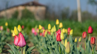 Tulipani a Treviglio