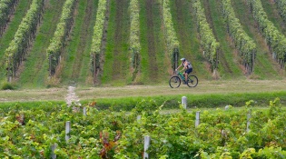 Tour en bicicleta del Moscato di Scanzo: