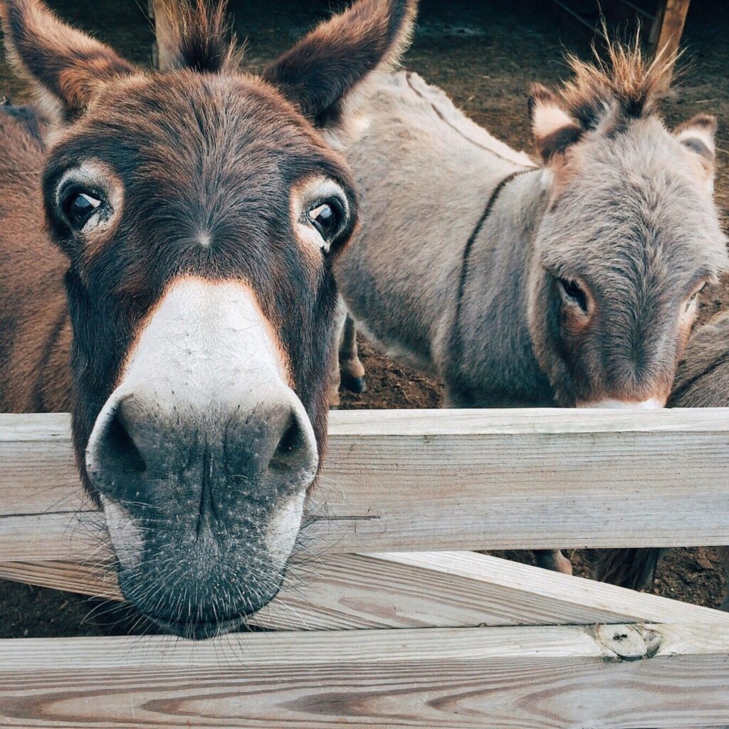 Spring Donkey Spring walk with donkeys | Visit Bergamo